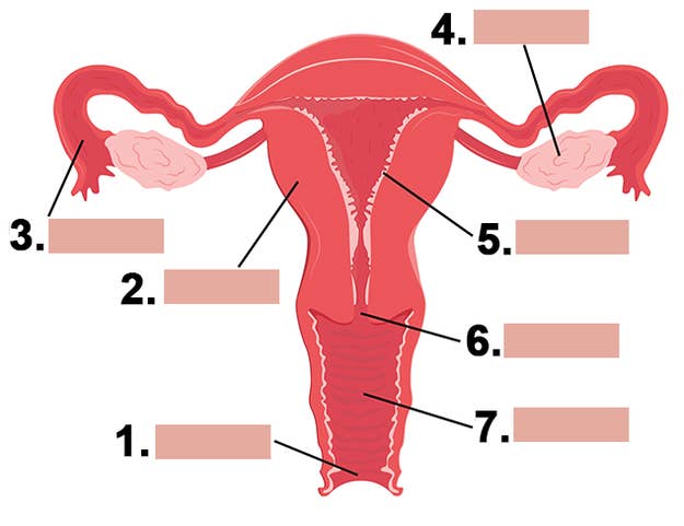 32 Label The Female Reproductive System - Labels Database 2020