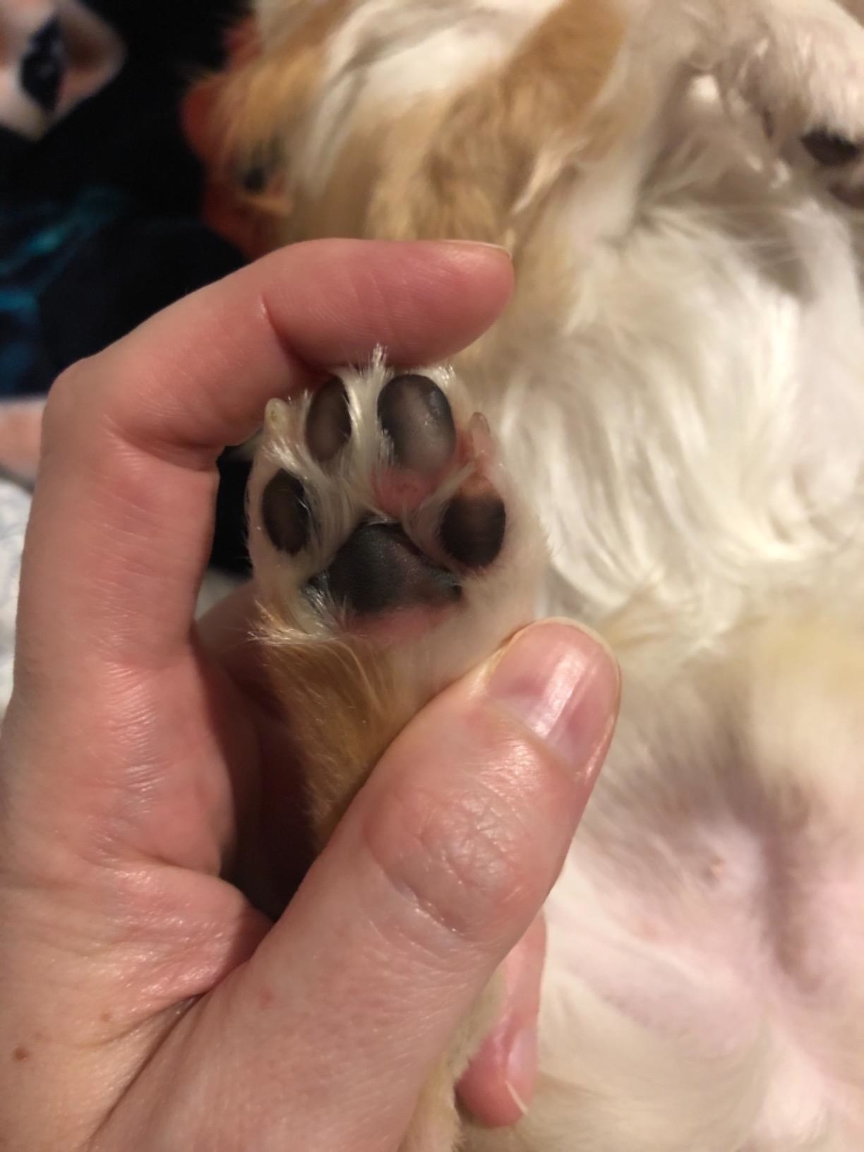 dogs paw pads are pink