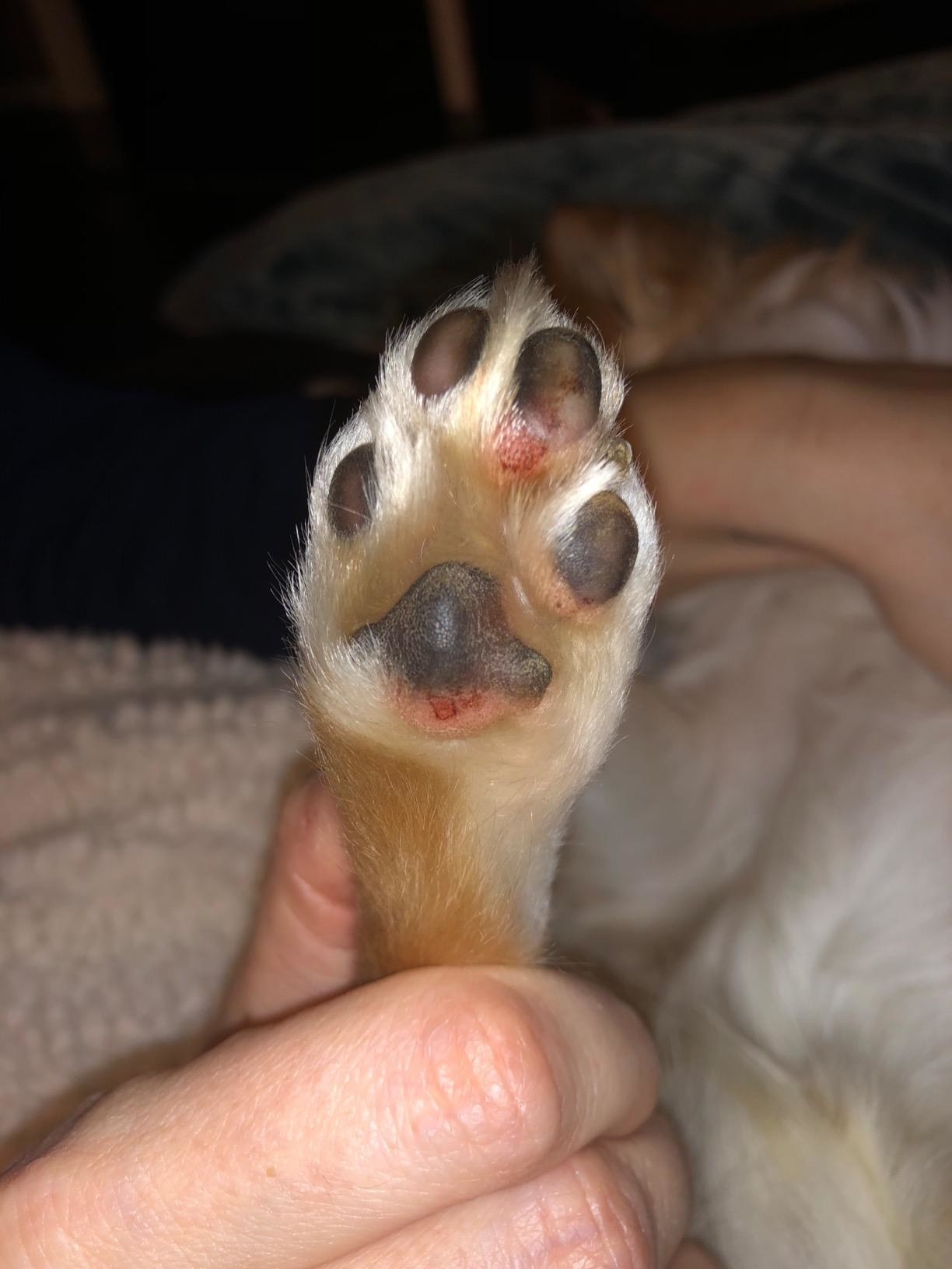 Soothe Your Pets' Dry, Cracked Paw Pads 