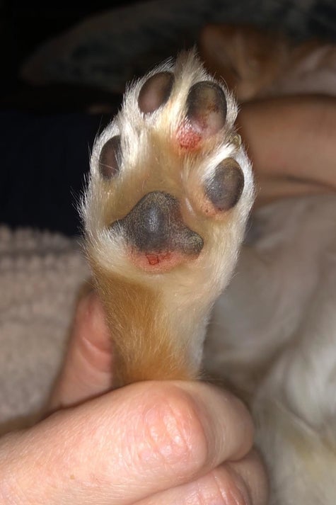 Soothe Your Pets' Dry, Cracked Paw Pads With Musher's Secret Natural Wax