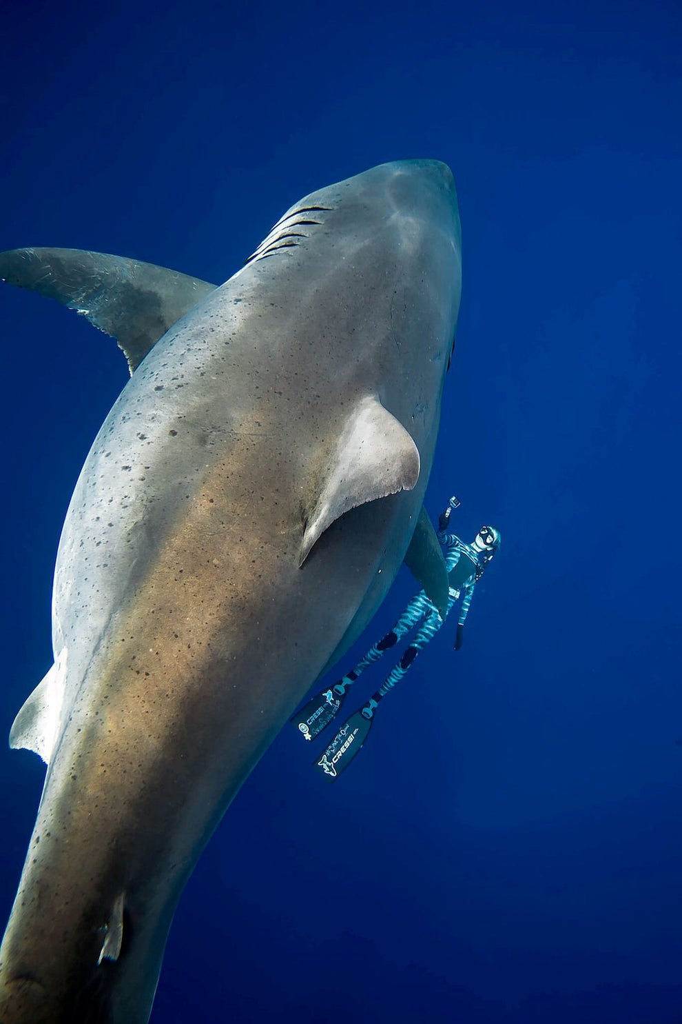 ホオジロザメと一緒に泳いだダイバーたちが撮った貴重な映像