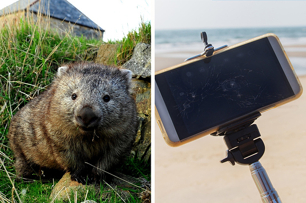 Tasmania Is Asking Tourists To Stop Annoying Wombats With Selfie Sticks
