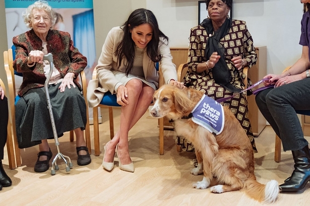 Meghan Markle's dog: You can donate to Guy's animal shelter