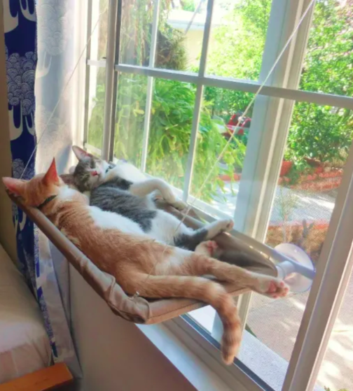 Promising review: "It's been nine months and Tucker still loves this bed 10 times more than anything else I've bought him. He sleeps in it any time he's not sleeping with me... it's his main 'place' in the house. Several friends have bought it upon my recommendation and their cats love the sunny seat just as much." —Jen BGet it from Amazon for $15.99.