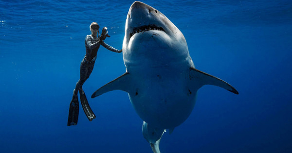 These Divers Swam With A Giant Great White Shark And It's Jaw-Dropping