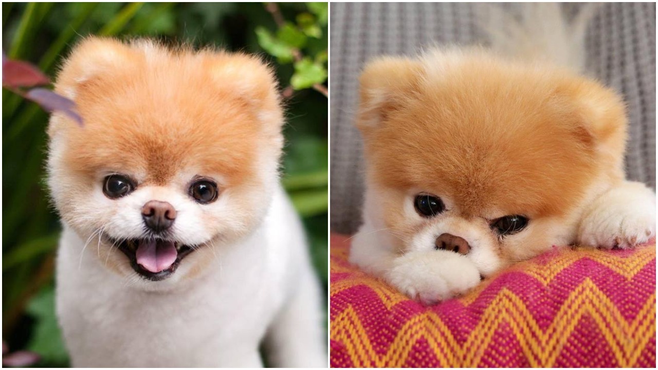 Fans Mourn The Death Of Boo, Pomeranian Known As 'World's Cutest Dog