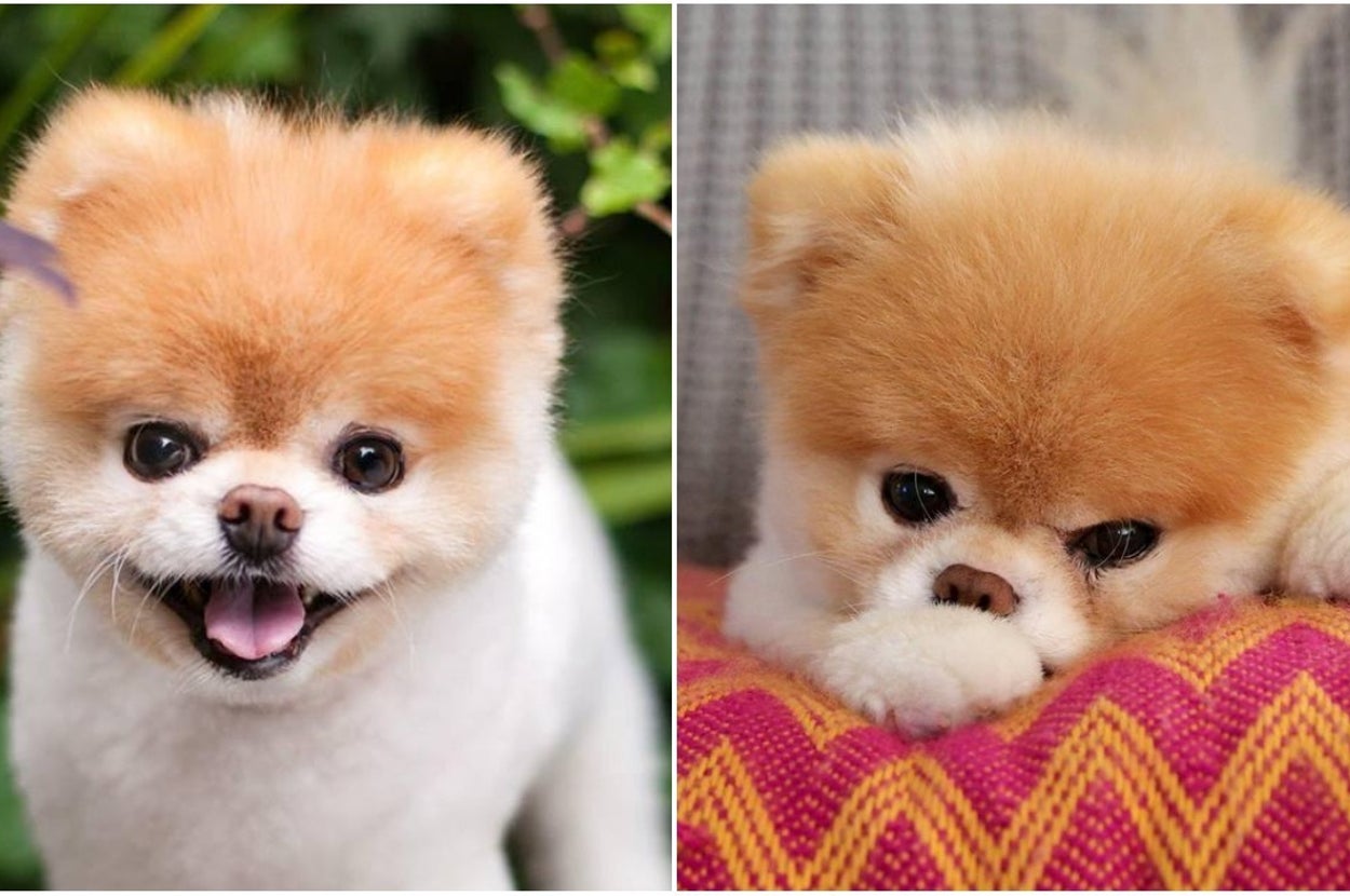 世界 一 可愛い 犬 死亡