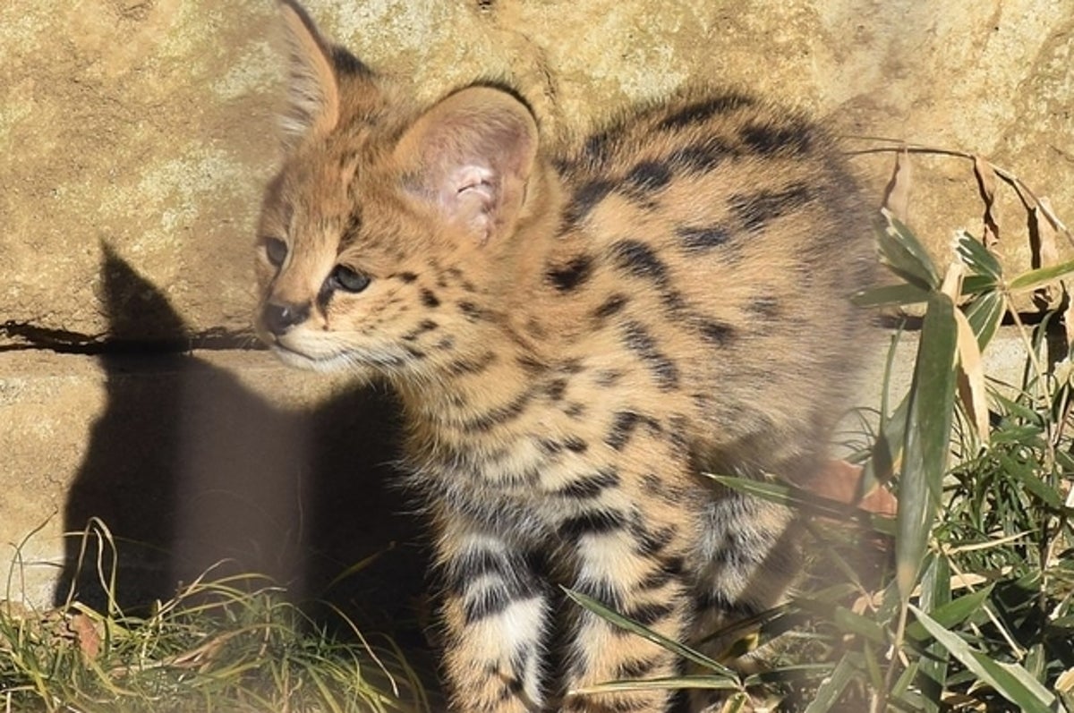 もふもふ サーバルの双子の赤ちゃんが完全に天使