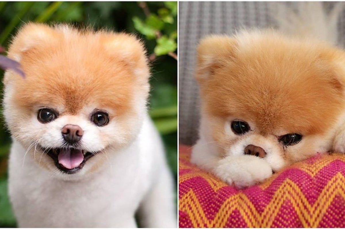 Social media sensation Boo the Pomeranian dog 'dies of heartbreak' aged 12