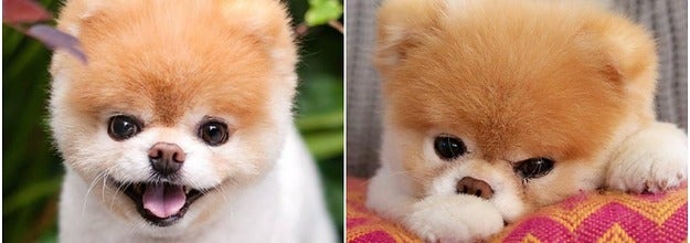 Boo The World S Cutest Dog Has Died