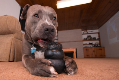 Reviewer&#x27;s dog chewing on black rubber dog toy
