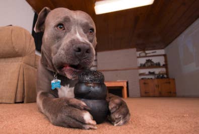 Reviewer's dog chewing on black rubber dog toy
