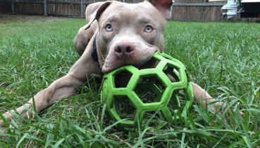 Reviewer&#x27;s dog playing with ball made from natural rubber