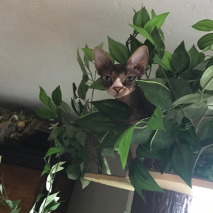 29 Things To Distract Your Pets While You Work From Home