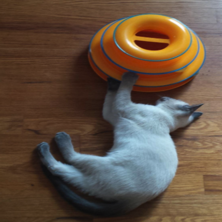 29 Pet Toys You Can Get On Amazon That People Actually Swear By
