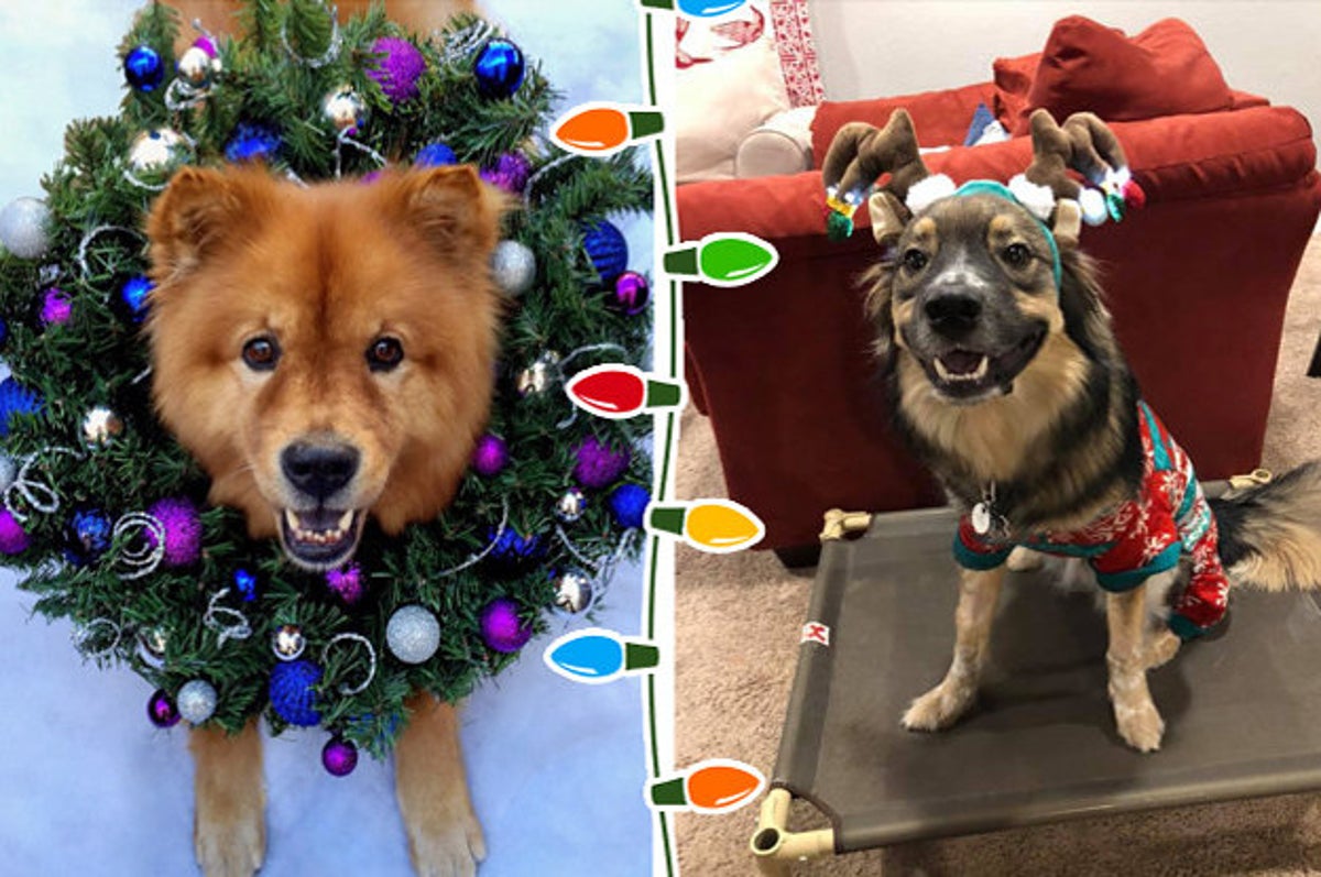 Puppies Ready For Christmas 2021 15 Very Festive Dogs Who Are Ready For Christmas