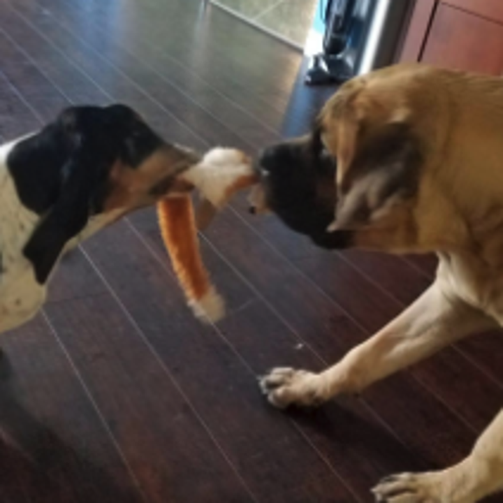 Two dogs with the toy in their mouth