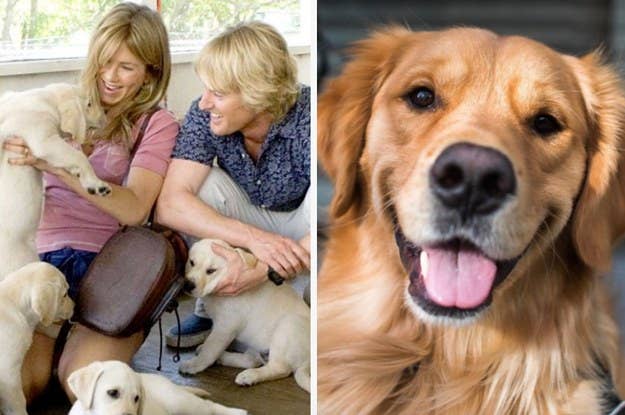 We Know Which Cat Breed And Which Dog Breed You Are