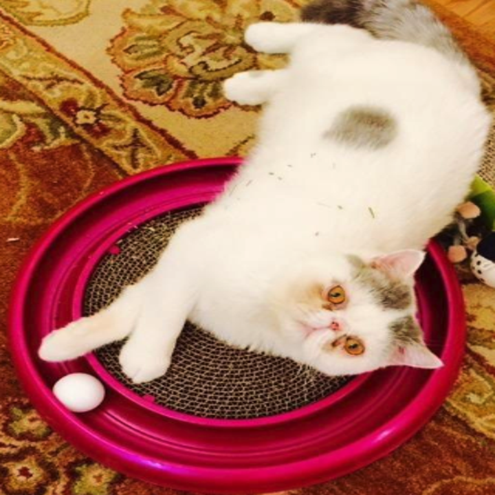 29 Pet Toys You Can Get On Amazon That People Actually Swear By