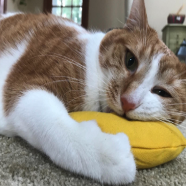 29 Things To Distract Your Pets While You Work From Home