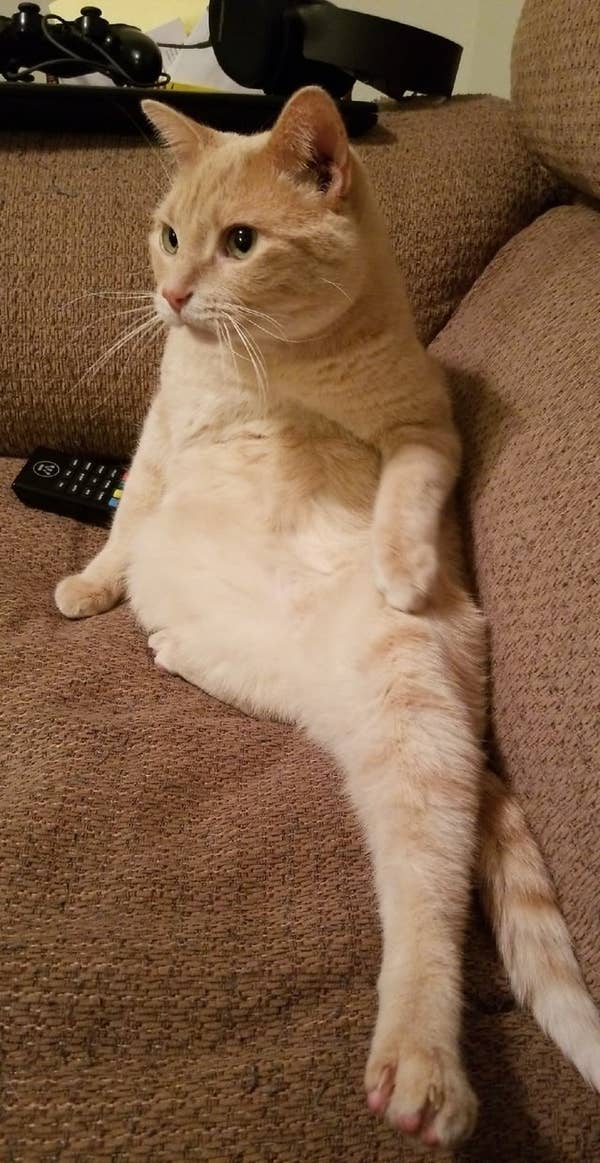 18 Cats That Ll Make You Ask What S Wrong With Your Cat