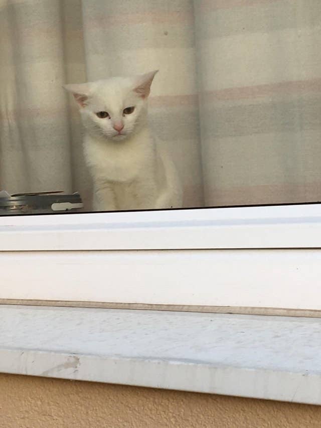 18 Cats That Ll Make You Ask What S Wrong With Your Cat