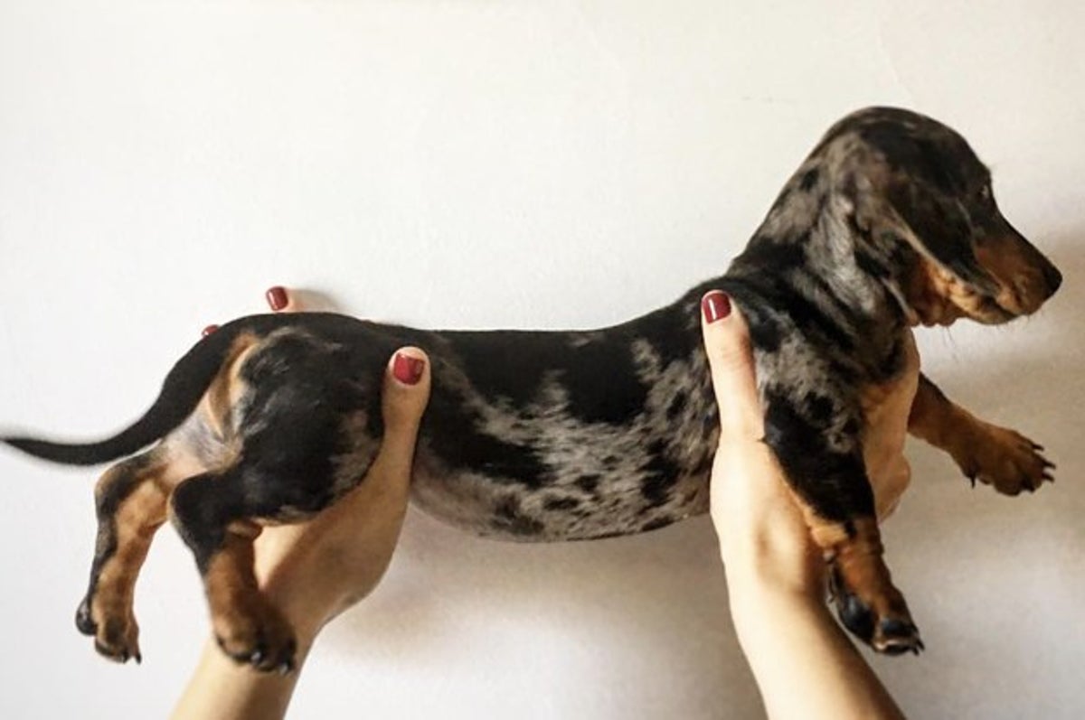 Hoy Aprendi on Instagram: Dachshund es la raza de perro salchicha.  #hoyaprendi #sabiasque #sabíasque #datocurioso #dato #datos #interesante  #curioso #Impresionante #comida #hotdog #caricatura