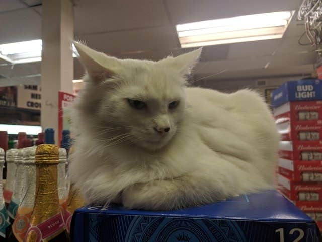 17 Hardworking Cats That Seriously Need A Raise Meow