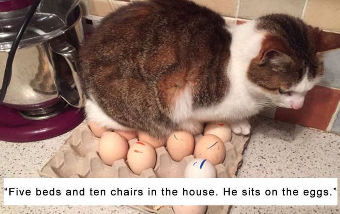 17 Cats That Just Didn't Give A Single Damn About Anything