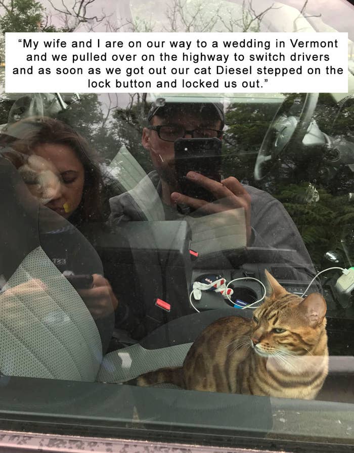 17 Cats That Just Didn T Give A Single Damn About Anything