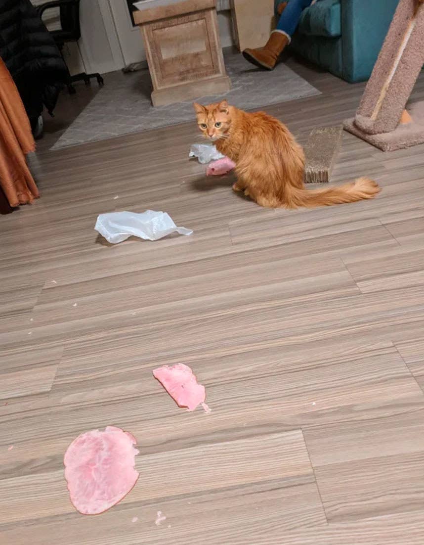 猫ってなんでこんなにフリーダムなの