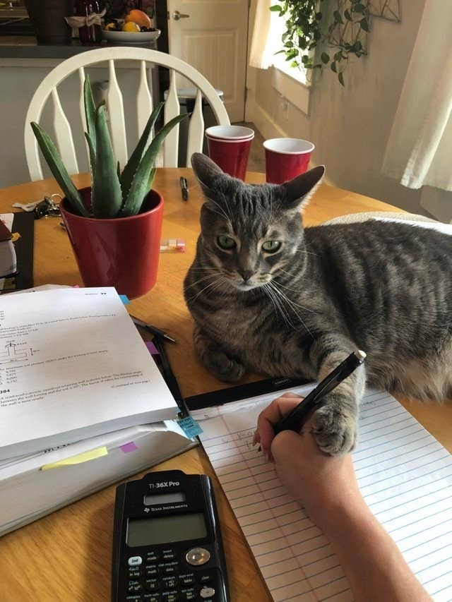 猫ってなんでこんなにフリーダムなの