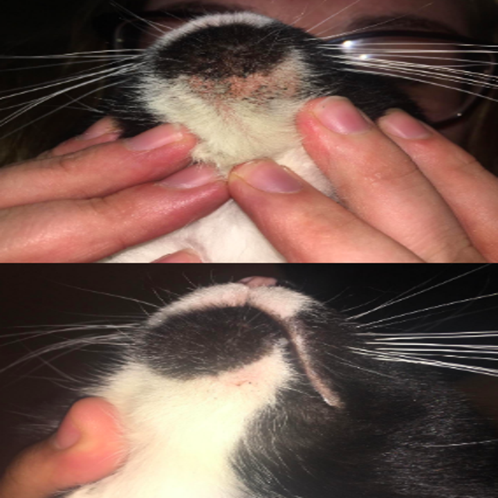 25 Products That Ll Make Grooming Your Pet So Much Easier