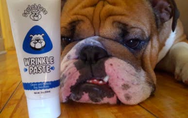 A reviewer&#x27;s bulldog sitting beside the tube of wrinkle paste