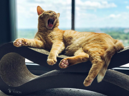 A reviewer&#x27;s cat lounging on the cat scratcher and yawning 