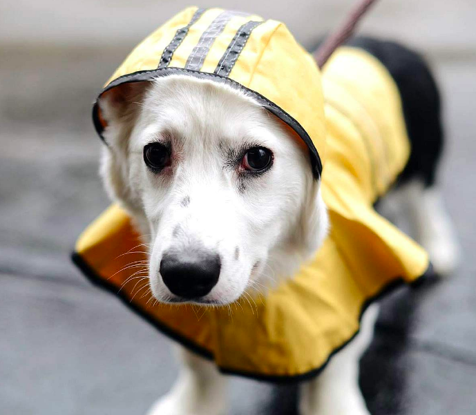 A product shot of a dog wearing the raincoat with the hood over their head