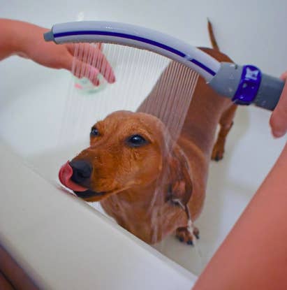 A dachshund being washed with the handheld attachment. The water stream is long and thing, so you can brush the water over their body easily and gently. 