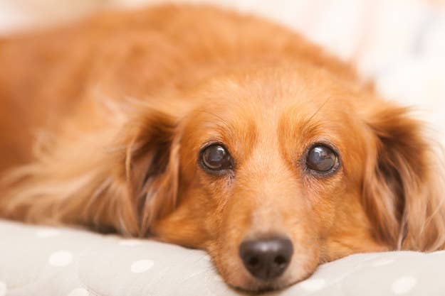 激ムズ 飼育員しか解けない超ニッチな動物クイズ