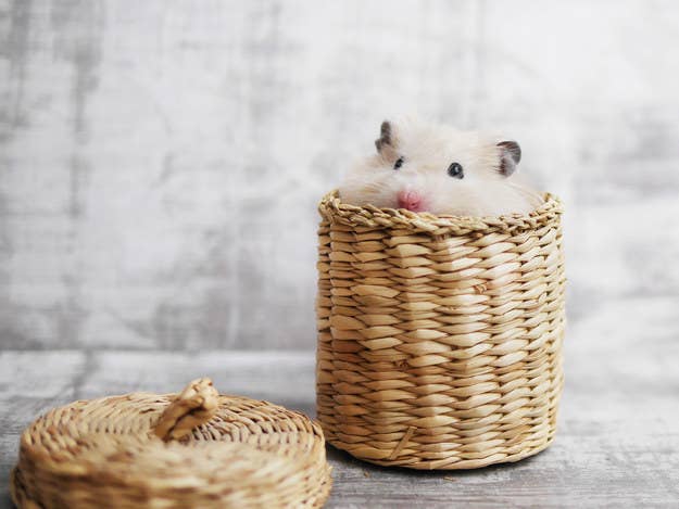 激ムズ 飼育員しか解けない超ニッチな動物クイズ