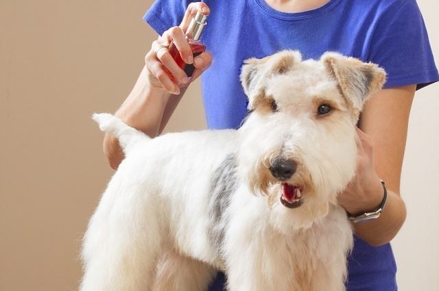 Acima dos vários anos, o perfume pode ser aplicado, refinado e aprimorado por toda e qualquer civilização significativa e, atualmente, o perfume, como o conhecemos, é realmente uma grande empresa. Comprar perfume feminino para sua mãe no Dia das Mães ou em um evento excepcional pode ser perfeito, mas você deve considerar a natureza da fragrância como a natureza da bênção é uma explicação essencial e demonstra que ela é basicamente inestimável para você.