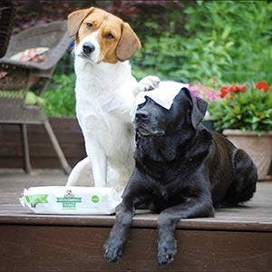 A pair of dogs sitting together with the wipes beside them. One dog has a wipe over its face and the other dog has their paw over that wipe, as if it is cleaning the other dog. 