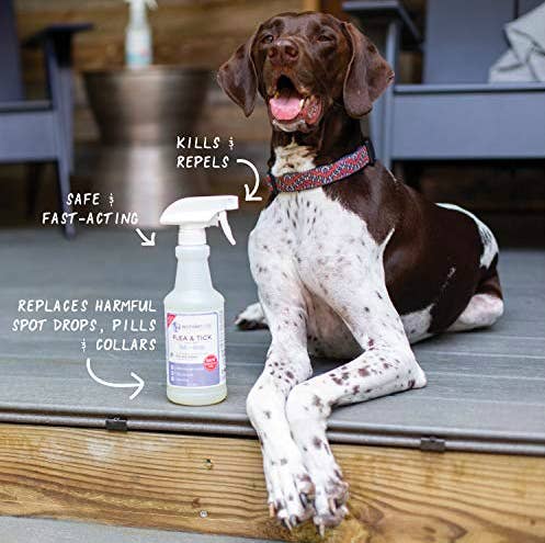 dog beside product with words written describing how it is fast acting 