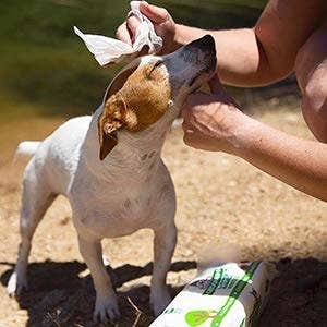 An action shot of a person cleaning their dog with the wipes