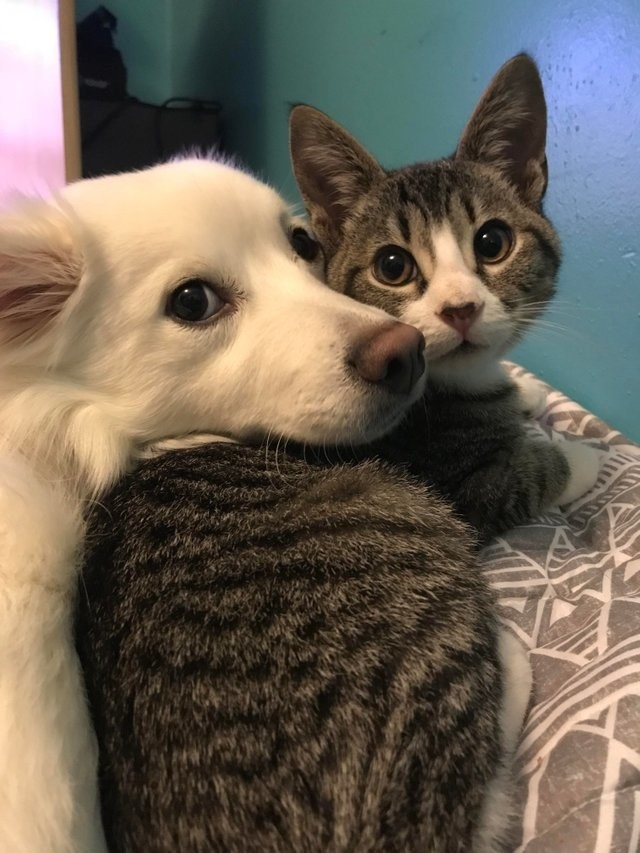 Cats And Dogs Being Best Friends