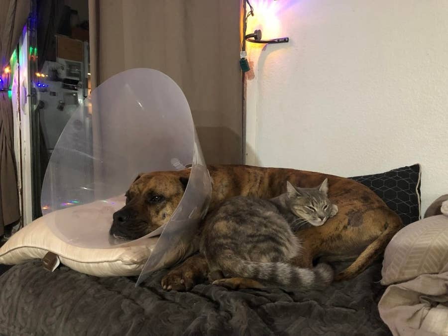 Cats And Dogs Being Best Friends