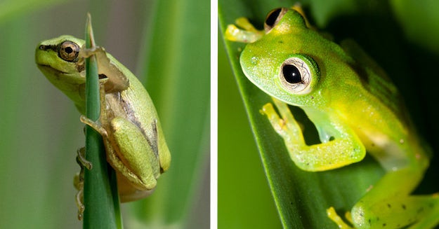 What Type Of Frog Are You