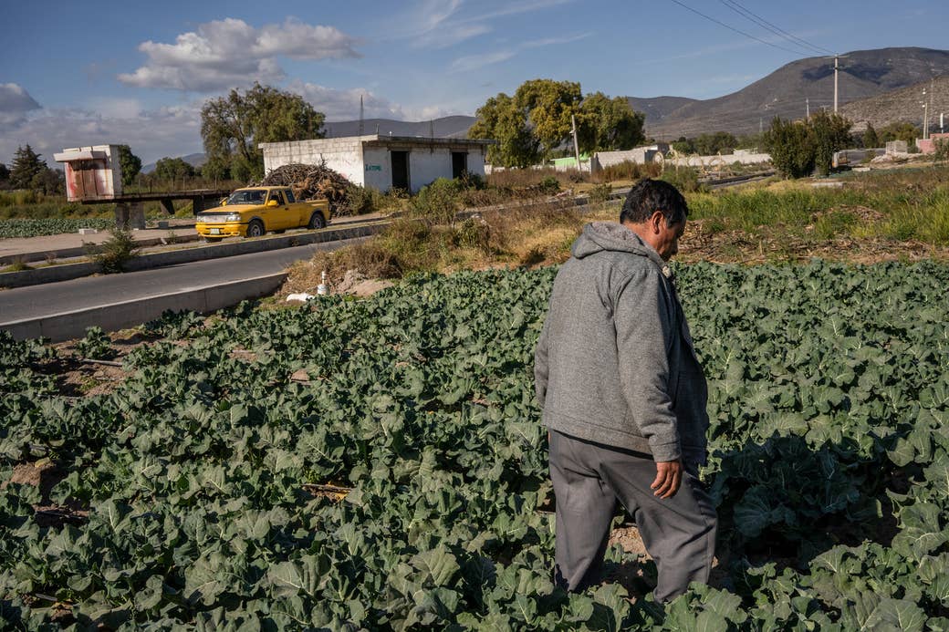 Hilario Cruz looks for contaminated broccoli.
