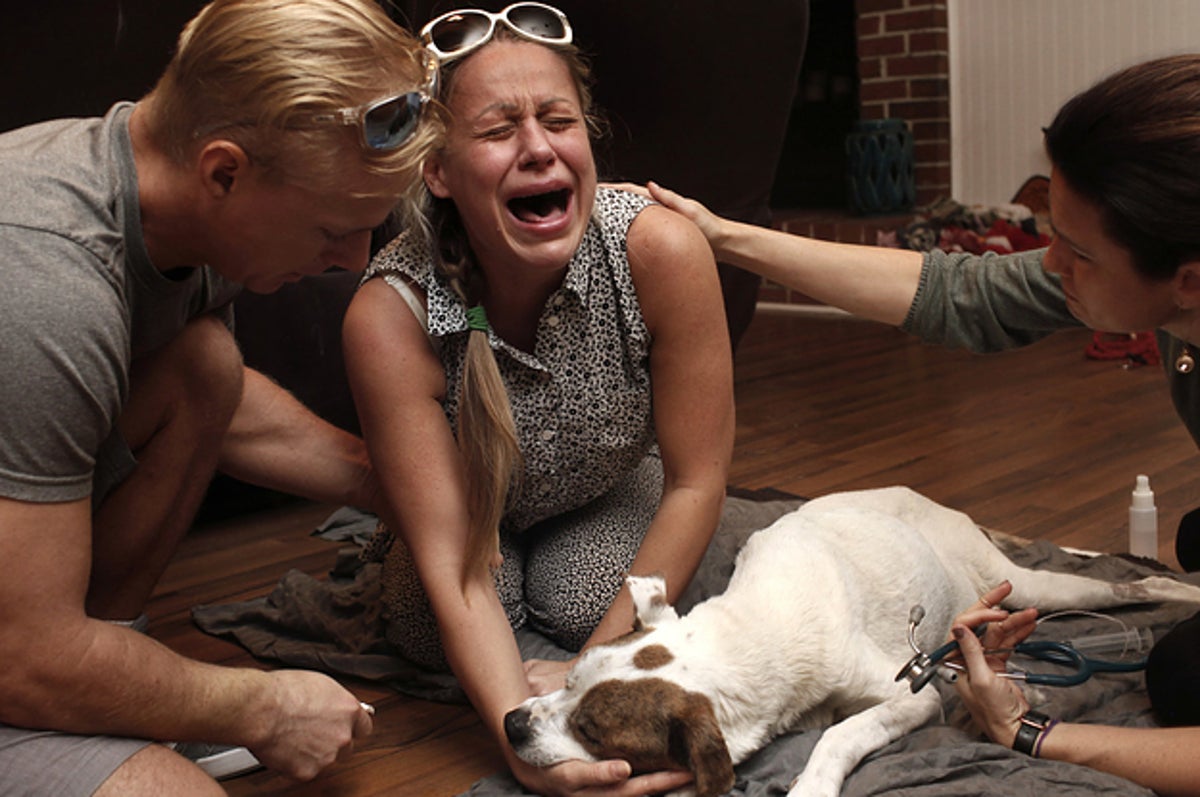 The Emotional Final Moments Between Pets And Their Owners