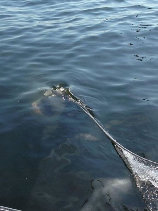 Deep Water Swell : r/thalassophobia