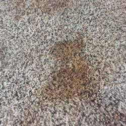 dark brown stain on a carpet